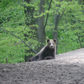 Pohodička na kŕmení..