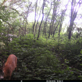 Prechádzajúci srnček..