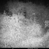 Prekvapený pohľad vodiacej..