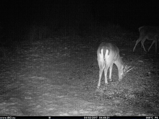 Daniel (špicák) na kŕmení..