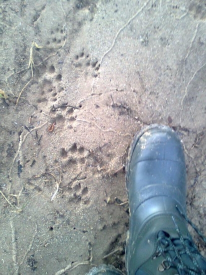 Líška a kuna? čo myslíte?