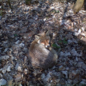 líška,čo myslíte?