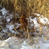 úlovok no nie náš..