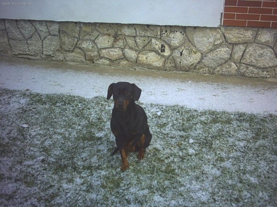 slovensky kopov(alex)