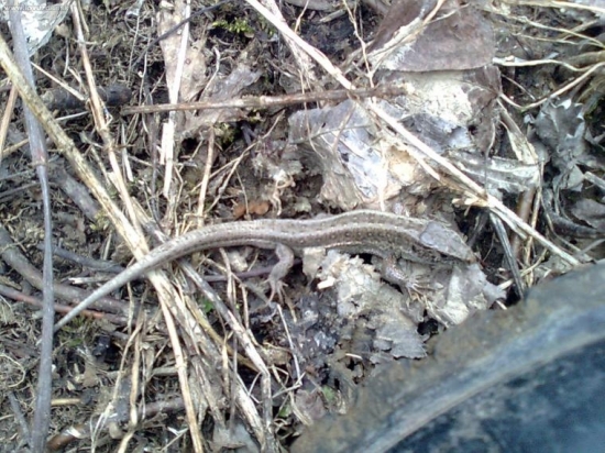 Skoro som na ňu skočil