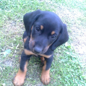 Budúca kopovka