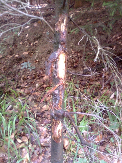 Mohol to byť aj medveď?