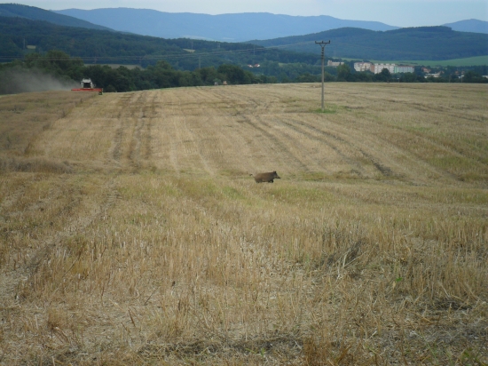 Diviačica z repky