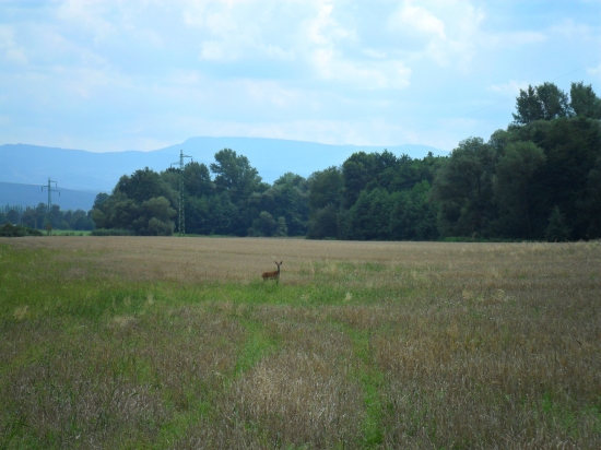 teliatko z ječmeňa