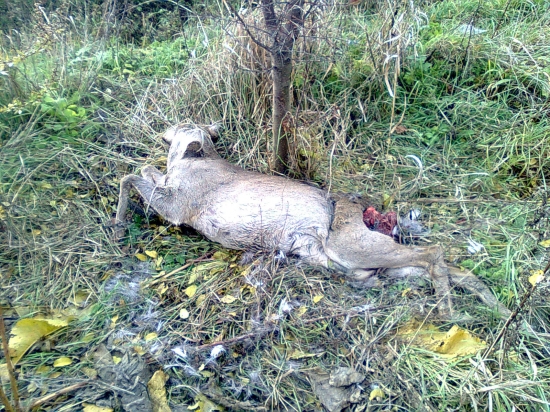 srnček zrážku z autom neprežil..