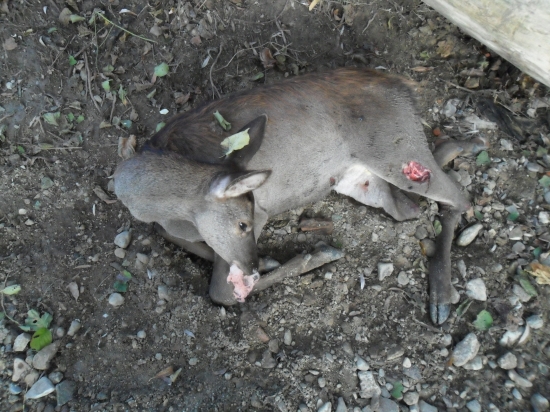 dneskajší jelienok