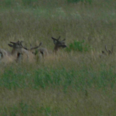 jelene...velky zoom