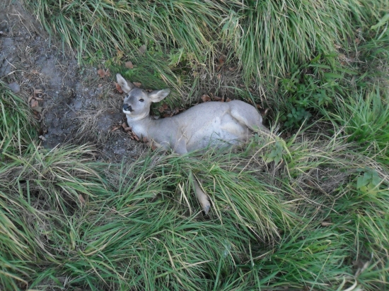 Dneskajší čerstvý srnček...