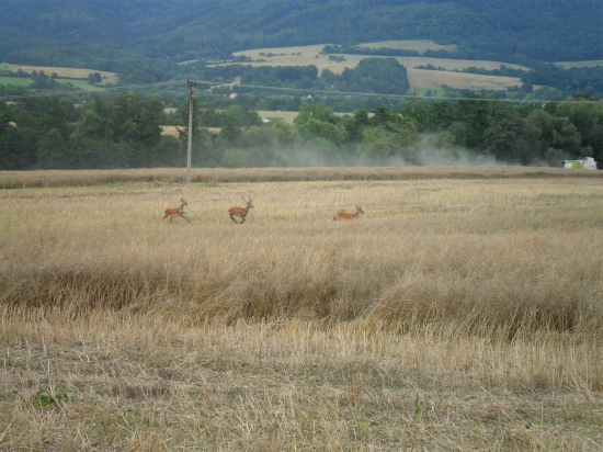 archív 2010-žatva