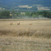 archív 2010-žatva
