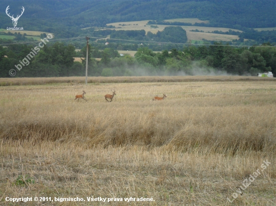 archív 2010-žatva