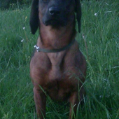 Ala od Velickeho potoka