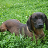 Ala od Velickeho potoka