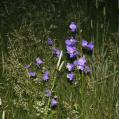zvončeky