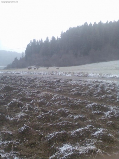 jelenice
