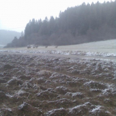 jelenice