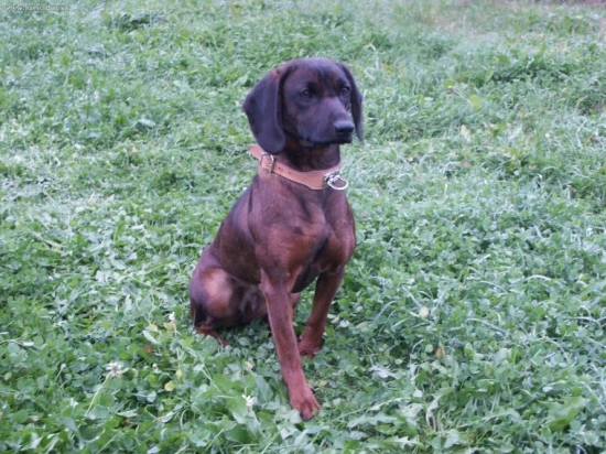 Ala od Velickeho potoka