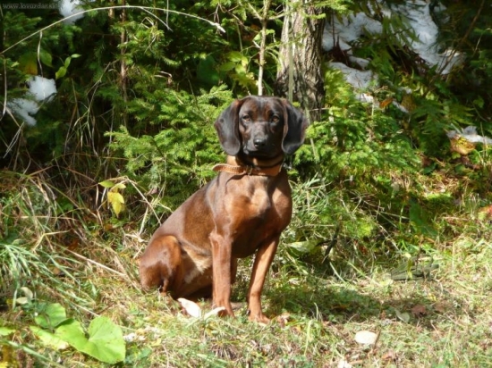 Ala od Velickeho potoka na PF 1.c.