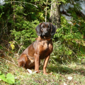 Ala od Velickeho potoka na PF 1.c.