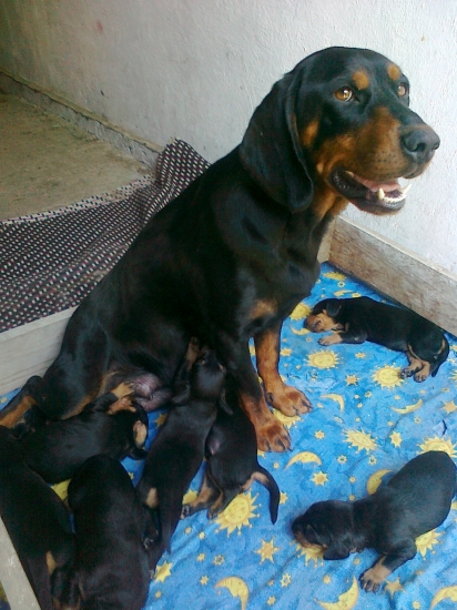 Daja Biela studňa má 7 šteniatok :-)