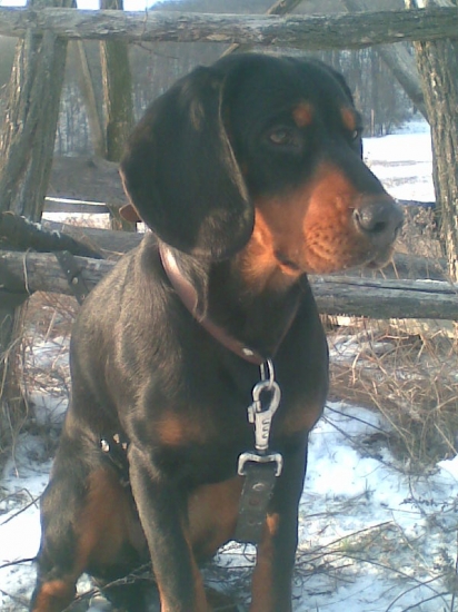 pomoc pri hľadaní  stratenej sučky