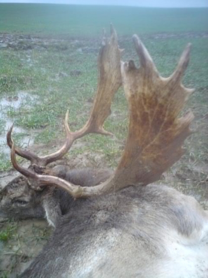 Diana ocinovi dopriala III. VT