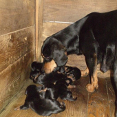 Malé diviačiare Biela studňa