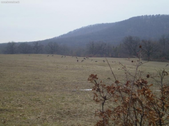 Dančia
