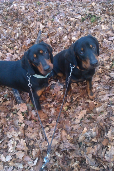 Pozor vyletí vtáčik !