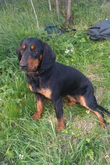 Za-ránka na vychádzke (Hesi Biela studňa).