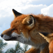 Vo večných lovištiach ....  (bronzoví lišiak).