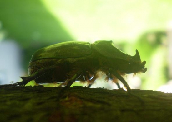Nosorožtek Obyčajný
