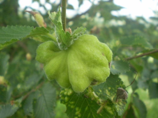 Hádanka co je toto na breste hrabolistom?