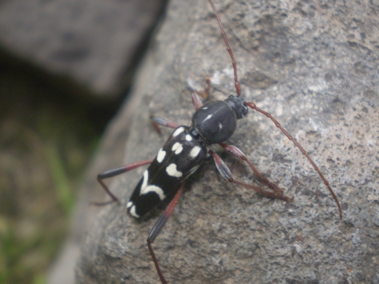 plagionotus arcuatus