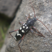 plagionotus arcuatus