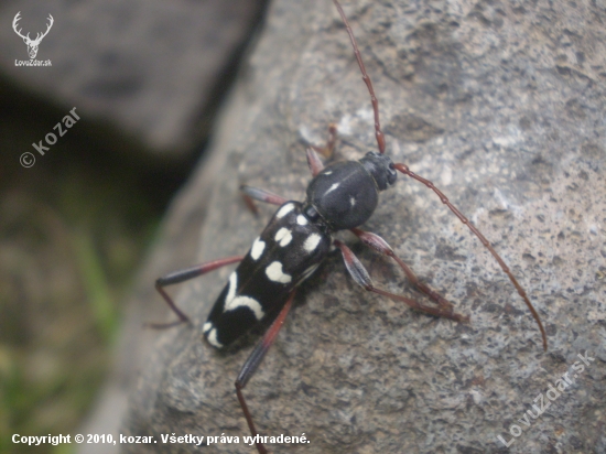 plagionotus arcuatus