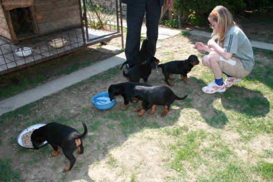 Cevárovi a Britini potomkovia