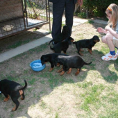 Cevárovi a Britini potomkovia