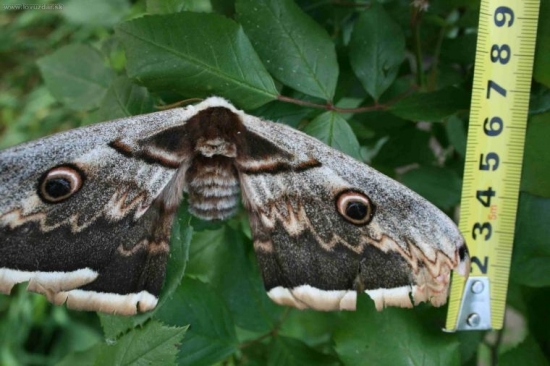 Ešte raz maxi motýľ
