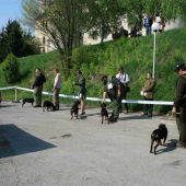 Mladé sučky slov.kopovov