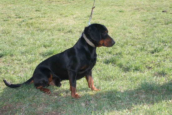 Erik Sokolie hniezdo