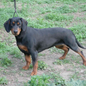 kopovka Elza
