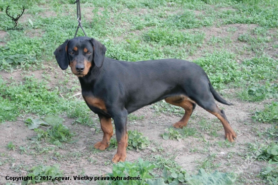 kopovka Elza