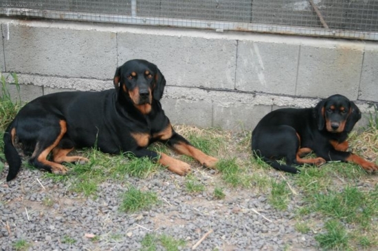 3 ročný Cevár a jeho 3 mesačná dcéra Iris