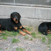 3 ročný Cevár a jeho 3 mesačná dcéra Iris